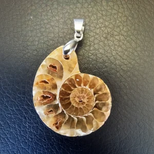 AMMONITE
