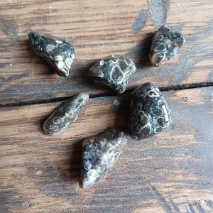 AGATE TURITELLE