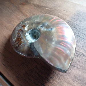 AMMONITE FOSSILE